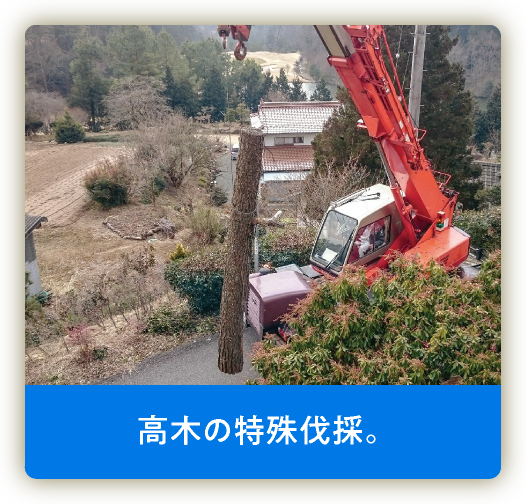 庭結び 高木の特殊伐採